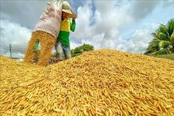 Giá gạo hôm nay (21-2): Thị trường giao dịch chậm, giá giảm nhẹ