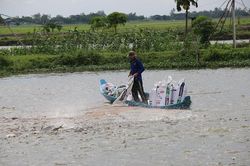 Tập trung phát triển hiệu quả ngành hàng vịt, cá tra