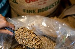 Giá cà phê hôm nay 21/2: Tồn kho Robusta xuống mức thấp kỷ lục mới