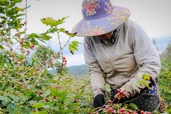 Giá cà phê hôm nay 22/2: Tiếp tục tăng do lực mua xuất khẩu lớn