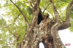 Chiêm ngưỡng 'cây thị ăn thề' gắn với sự tích cứu vua Lê Lợi ở Hà Tĩnh