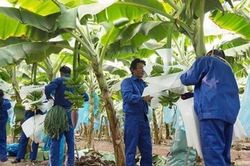 Cổ đông HNG thông qua việc đầu tư hơn 18.000 tỷ đồng cho dự án tại Lào