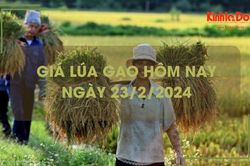 Giá lúa gạo hôm nay 23/2/2024: Giá gạo chững, giá lúa tiếp tục giảm mạnh