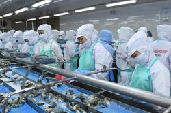Xuất khẩu tôm có thể tăng 15% trong năm 2024