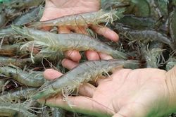 Giá thành sản xuất là vấn đề lớn của ngành tôm