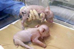 Nhật Bản: Tạo ra lợn có nội tạng phù hợp cấy ghép cho người