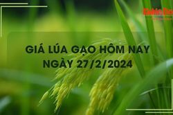 Giá lúa gạo hôm nay 27/2/2024: Gạo nguyên liệu xuất khẩu tăng nhẹ