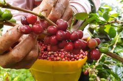 Giá cà phê hôm nay 27/2: Đi ngang, tồn trữ cà phê trên thế giới tăng cao trở lại