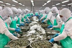 Xuất khẩu tôm sang thị trường Trung Quốc tăng gần 300% trong tháng đầu năm