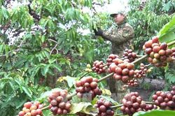 Cơ hội kết nối chuỗi cung ứng nông nghiệp toàn cầu