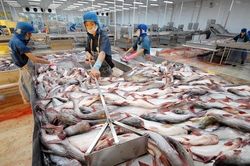 Đón sóng tăng trưởng, xuất khẩu cá tra sang Trung Quốc, Mỹ, EU, tăng mạnh