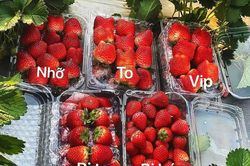 Dâu tây 'nhuộm đỏ' khắp chợ, phân biệt với dâu Trung Quốc thế nào?