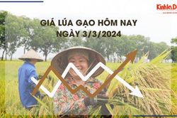 Giá lúa gạo hôm nay 3/3/2024: Giá lúa tăng, giá gạo chững