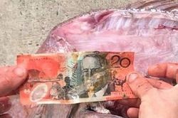 Mổ bụng cá vừa bắt được, người đàn ông sốc nặng khi thấy thứ bên trong