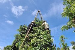 Có một nghề lơ lửng giữa trời xanh