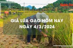 Giá lúa gạo hôm nay 4/3/2024: Duy trì ổn định