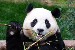 Hàng nghìn fan xếp hàng 6-7 tiếng, khóc không ngừng trong ngày cuối gặp 'công chúa tài phiệt' Fubao
