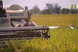 Đẩy mạnh sản xuất, kinh doanh, xuất khẩu lúa, gạo hiệu quả