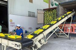 Phản ứng linh hoạt trước biến động thị trường lúa gạo