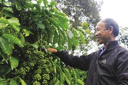 Giá cà phê hôm nay 6/3: Quay xe chờ các dữ liệu kinh tế quan trọng