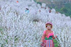 Vườn cây nhất chi mai nở trắng như tuyết tại Lai Châu