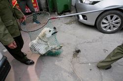 Đề phòng bệnh dại, Hà Nội muốn lập thêm đội bắt chó thả rông