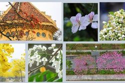 Thương nhớ mùa hoa tháng Ba