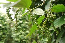Giá tiêu hôm nay 6/3: Tiêu Việt Nam chiếm hơn 77% thị phần tại Mỹ