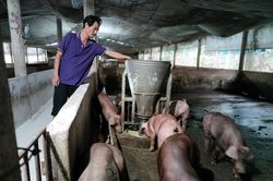Ngày 6/3: Giá heo hơi tăng rải rác khu vực phía Nam, thịt heo giá ổn định