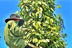 Giá tiêu tăng 500 đồng/kg tại một vài địa phương