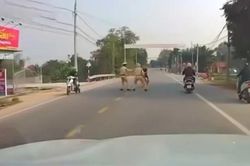 Tạm giữ đối tượng manh động tông xe vào CSGT