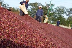 Giá cà phê hôm nay 7/3: Nguyên nhân đẩy cà phê tăng vọt sáng nay