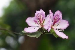Hoa ban khoe sắc trên phố Hà Nội, thợ ảnh thu bạc triệu/ngày