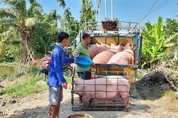 Giá heo hơi hôm nay 7/3/2024: Tiếp tục tăng 1.000 đồng/kg