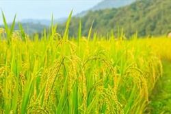Giá lúa gạo hôm nay, ngày 8-3: Giá gạo tăng 300 đồng/kg