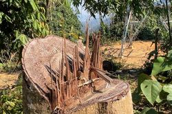 Khẩn trương điều tra, xử lý vụ phá rừng thi công đường dây tải điện Thủy điện Tr'hy