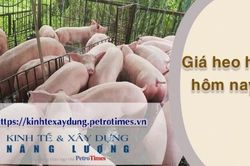 Giá heo hơi hôm nay 8/3: Tiếp tục tăng rải rác tại miền Nam