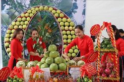Nâng cao chất lượng bưởi đặc sản Đoan Hùng