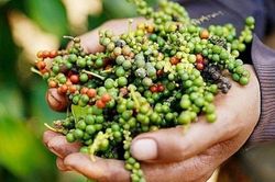 Giá tiêu hôm nay 8/3: Đồng loạt giảm mạnh, có nơi mất tới 1.500 đồng/kg