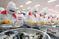 Xuất khẩu tôm có nhiều triển vọng tại thị trường Nhật Bản