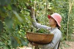 Giá tiêu hôm nay 9/3: Bà Rịa - Vũng Tàu ghi nhận mức cao nhất cả nước