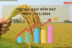 Giá lúa gạo hôm nay 10/3/2024: Giá lúa chững, giá gạo tiếp tục tăng nhẹ