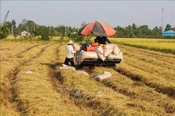 Giá lúa gạo hôm nay (ngày 10-3): Không có biến động