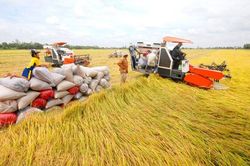 Linh hoạt ứng biến với thị trường gạo để phát triển bền vững