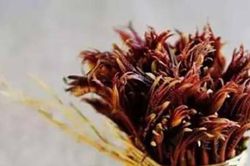 Loại cây 'lạ' mọc dại ở Việt Nam, không ngờ ở nước ngoài lên tầm 'đặc sản' giá 800.000 đồng