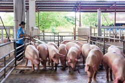 Ngày 10/3: Giá heo hơi tại miền Nam giữ mức cao nhất