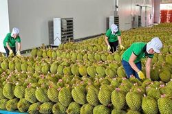 Việt Nam đứng thứ 2 về cung cấp rau quả vào Trung Quốc