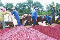 Giá cà phê cao kỷ lục, nông dân Tây Nguyên phấn khởi