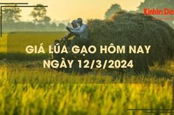 Giá lúa gạo hôm nay 12/3/2024: Tiếp tục chững giá