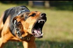Một con chó nghi dại chạy rông ngoài đường đã cắn liên tiếp 7 người